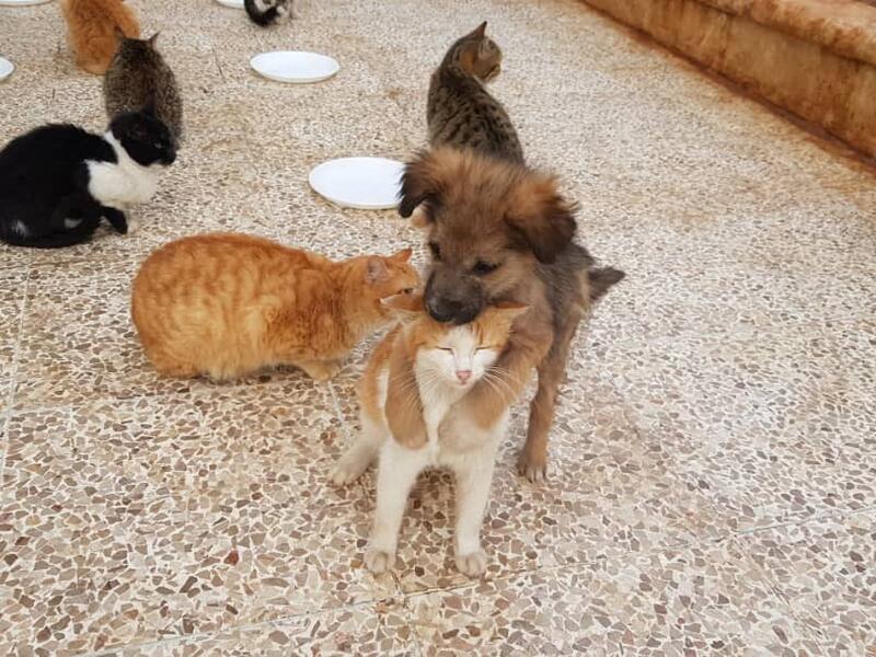 (Twitter/@theAleppoCatman)