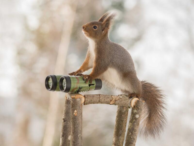 In Iran, 14 “suspicious” squirrels were caught by Iranian authorities in 2007 before they were “able to take action.” The incident occurred near a nuclear enrichment plant, but IRNA said the squirrels “were carrying spy gear of foreign agencies.”