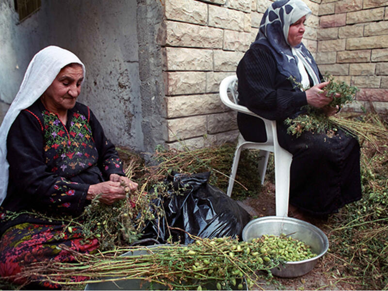 Beyond modern fashion designers, traditional embroidery still holds sway among elderly Palestinian grandmas and aunties. Here, two women wearing traditional dress help harvest hummus (chickpeas or garbanzo beans) at their home in Bethlehem. (Shutterstock/Ryan Rodrick Beiler)