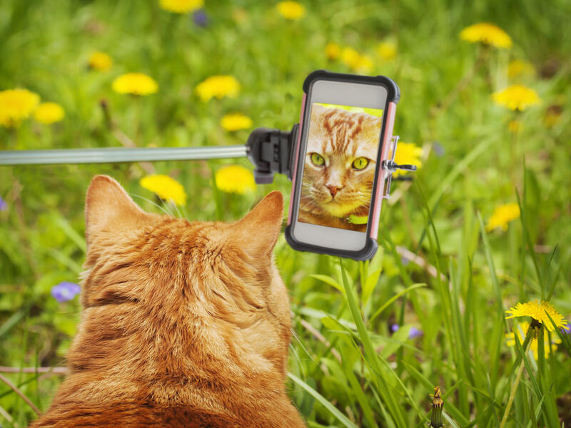 Selfies with cats, dogs, wolves, Snapchat filters, photography in general, and Pokemon cards, are all among things banned by Saudi religious figures. (Shutterstock)