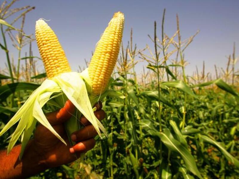 Corn on the cob — Probably not, ladies.  Step away from the street vendor's cart of sweet corn.