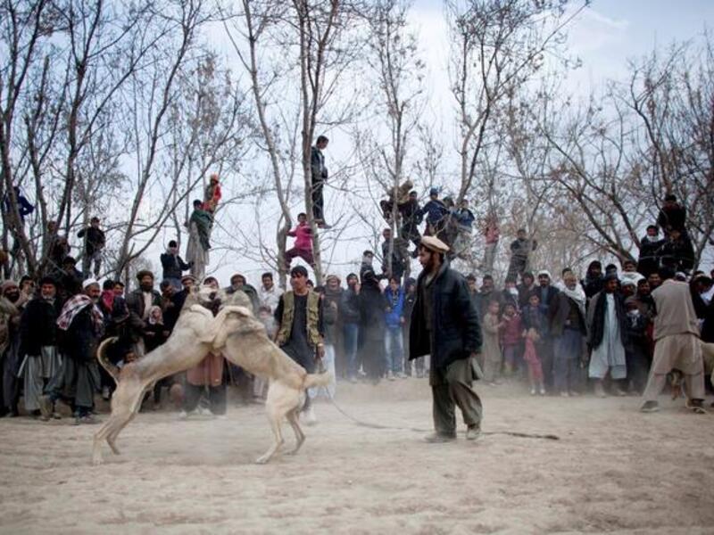 Dog fighting seems entertaining to some people.