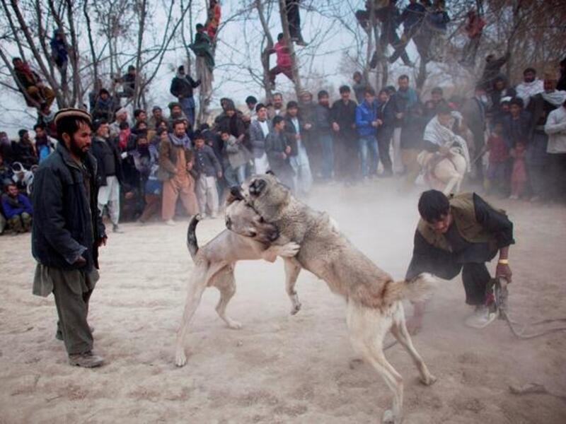 Afghan spectators watch as two fighting dogs attack each other.