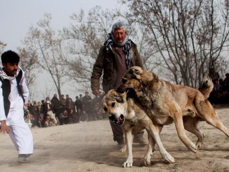 Full absence of animal rights organizations, due to the presence of terrorism?