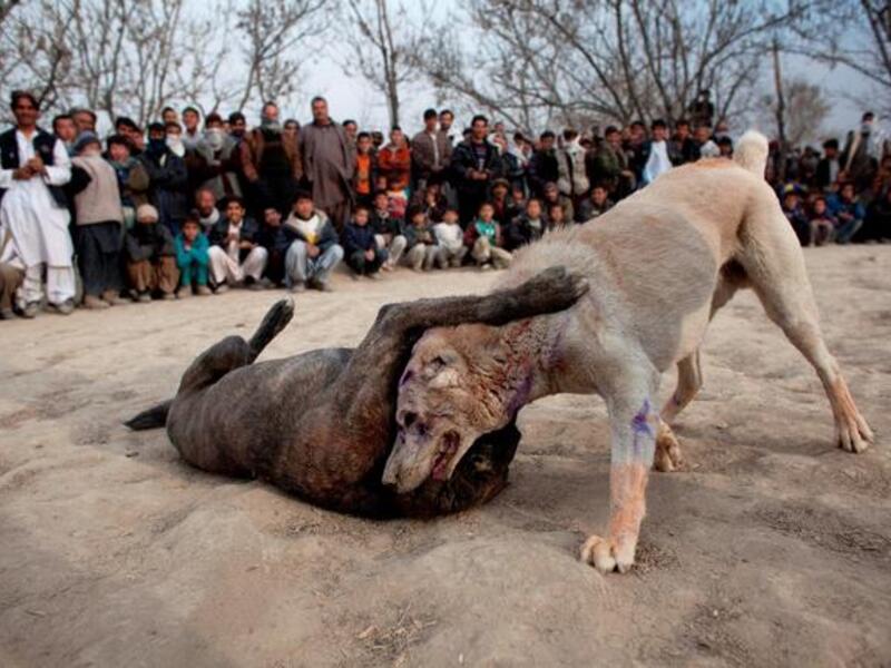 Some people pet their dogs, some people let their dogs suffer!
