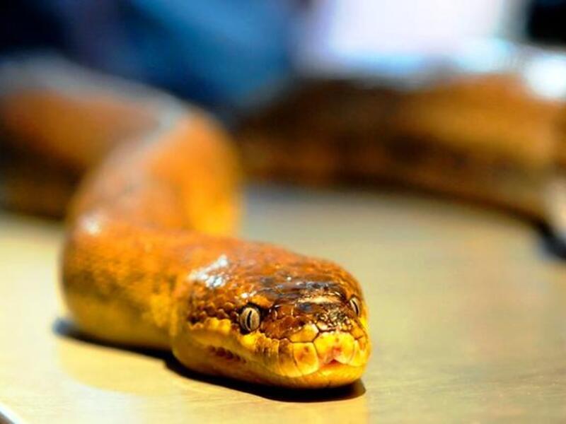What led to the snake-calling? What degree of mistrust was there from Arabia regarding Iran's alleged strategy of influence in the 
Arab & Islamic worlds, that by 2010, Wikileaks disclosed classified details of SA's King Abdullah urging the US to attack Iran, 
describing Iran as a "snake whose head should be cut off without any procrastination."