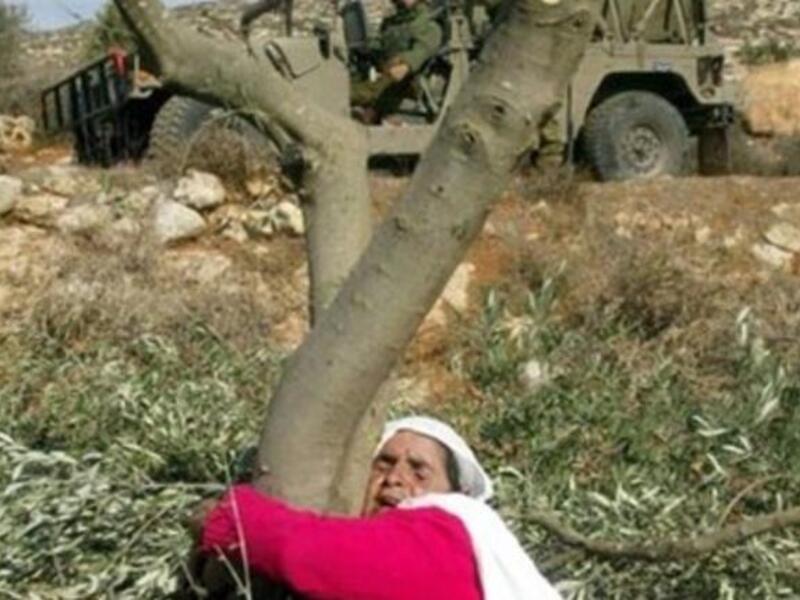 Palestinian lady hugs tree