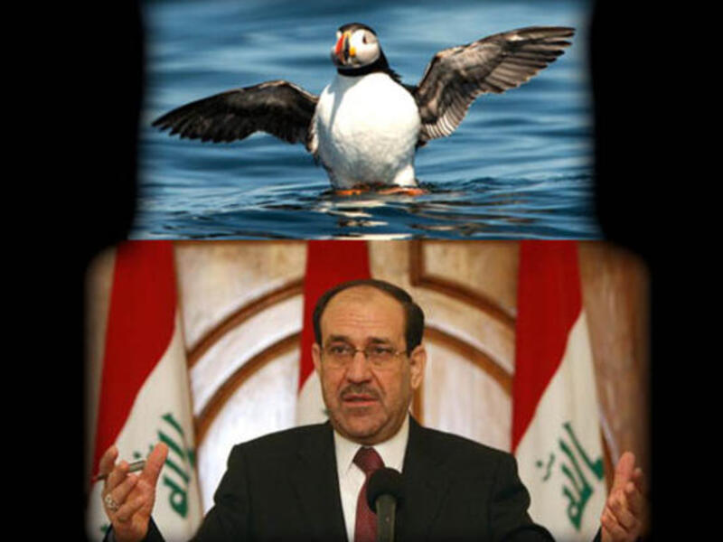 Maliki puffin
