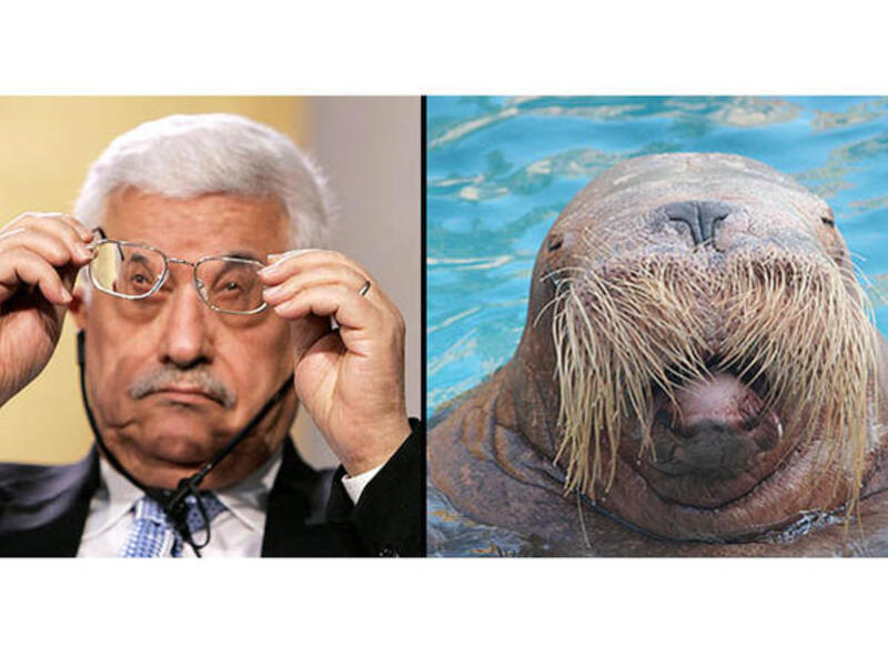 Abbas walrus