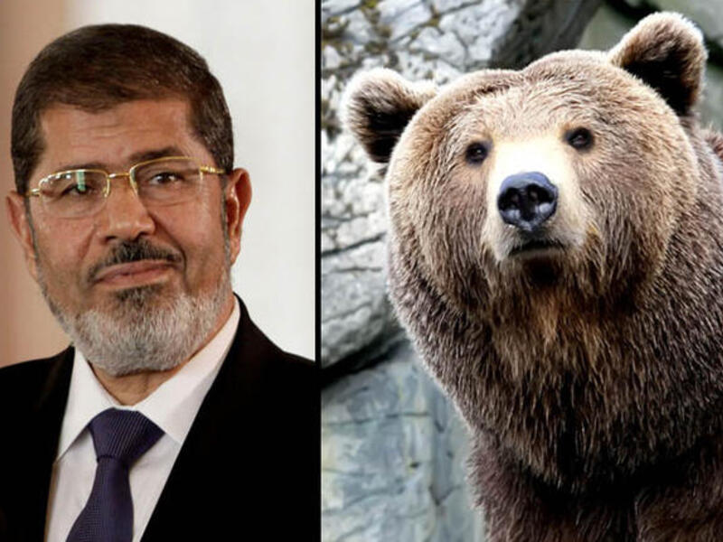 morsi bear