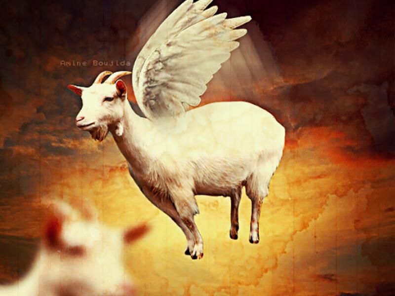 العنزة الداشرة ما بلحقها الا التيس الهامل العنزة الداشرة ما بلحقها الا التيس الهامل