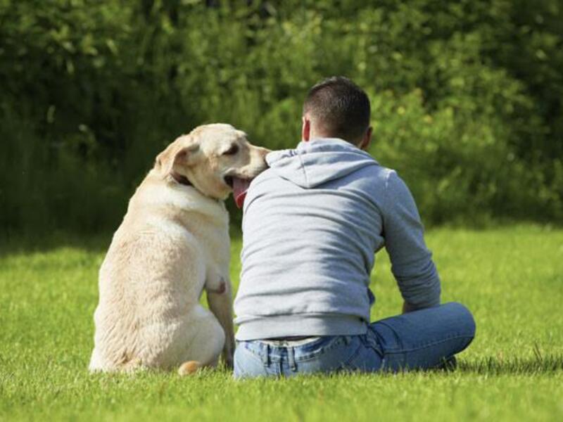 "اذا كان لك عند الكلب حاجة.. قله يا سيدي" أو" وس الكلب من تمه حتى توخد حاجتك منه" وهو مثل يدل على امتهان كرامة الفرد أمام غيره حتى ينول حاجته، وخاصةً مع الأوضاع السياسي في البلاد العربية التي تدفعهم إلى مجاملة المسؤولين دائما! "اذا كان لك عند الكلب حاجة.. قله يا سيدي" أو" وس الكلب من تمه حتى توخد حاجتك منه" وهو مثل يدل على امتهان كرامة الفرد أمام غيره حتى ينول حاجته، وخاصةً مع الأوضاع السياسي في البلاد العربية التي تدفعهم إلى مجاملة المسؤولين دائما!