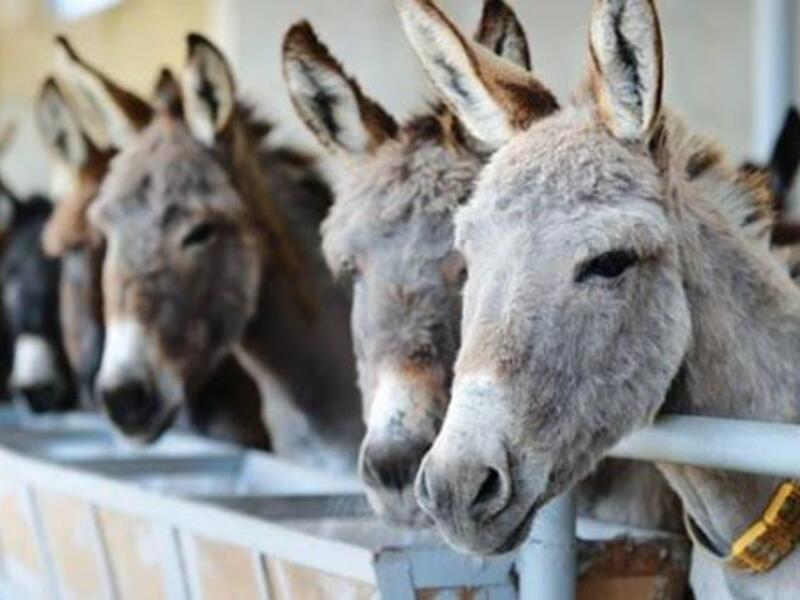 "ايش فهم الحمير بأكل التفاح" أو "بيطعم اللحم للي ماله أسنان" وكلاهما يدلان على ازدراء أن يحصل الفقير على شيء غالي، أو القبيح على زوجة جميلة، أو أحد العامة على منصب رفيع! "ايش فهم الحمير بأكل التفاح" أو "بيطعم اللحم للي ماله أسنان" وكلاهما يدلان على ازدراء أن يحصل الفقير على شيء غالي، أو القبيح على زوجة جميلة، أو أحد العامة على منصب رفيع!