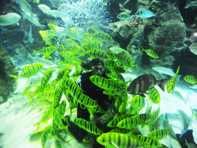 People in diving aquarium tank. (Shutterstock/ File Photo)