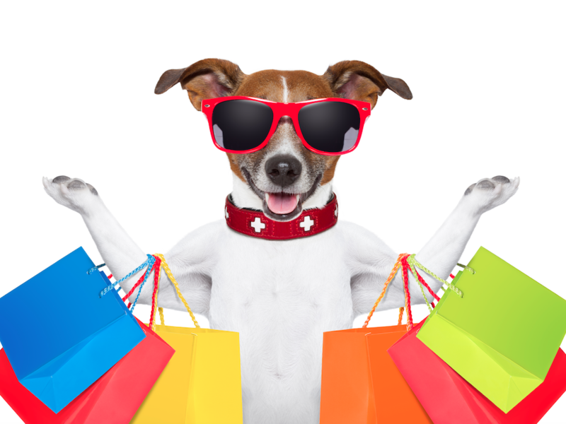 “Our five chihuahuas are not just our pets, they are also our babies,” Demakina adds. /Shutterstock