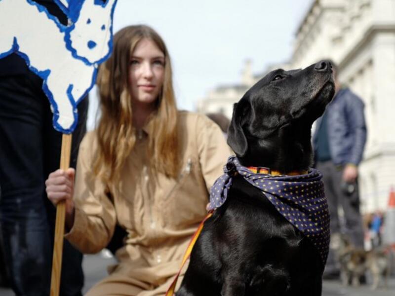 Dog owners and their pets gather before participating in a pro-EU, anti-Brexit march, calling for a "People's Vote on Brexit", in central London. (Tolga AKMEN / AFP)