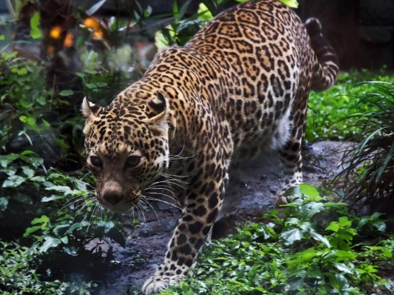 A leopard attacked a German couple in their camper van. (AFP/ File Photo)