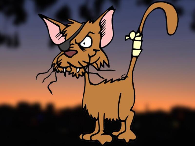 The feral cat gangs are the real residents of Amman... they’re just letting humans live in their city too.