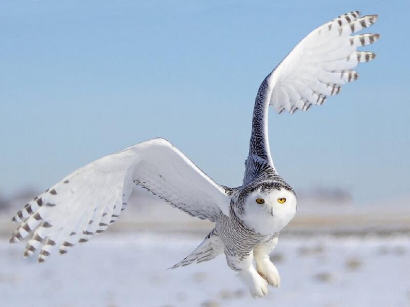 البومة الثلجية: تستخدم في اختراق أجهزة كمبيوتر من طراز "ماك"، ومن المحتمل أن الاسم لم يُقتبس عن الطائر، وإنما هو مستوحى من فرق الكشّافة من الفتيات، ربما هذا أول مؤشر على انخراط امرأة في برامج التجسس.
