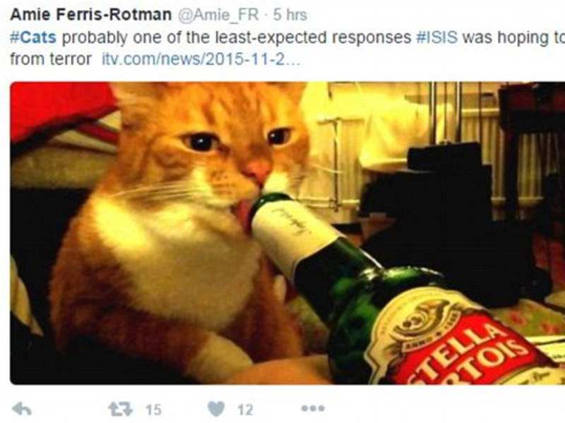 Amid demands for social media silence on police movements in Brussels, Belgians took to Twitter to post cat photos with the hashtag #BrusselsLockdown. (Twitter)