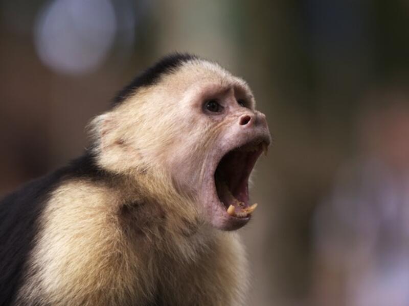 An angry monkey. (Shutterstock)