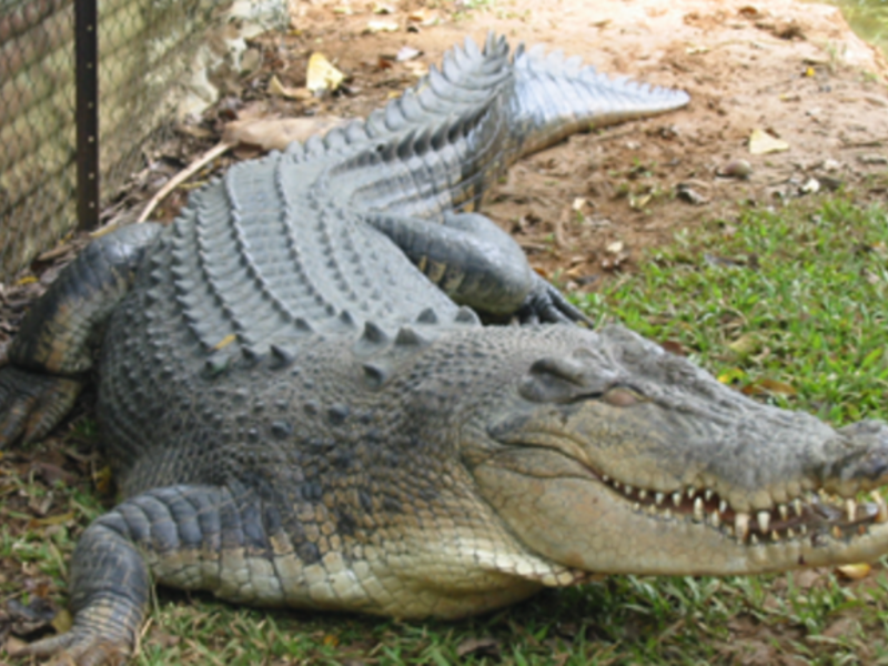 Fancy a new friend at home? You can buy crocodiles in Lebanese pet shops for less than 100 U.S. dollars (File Archive)