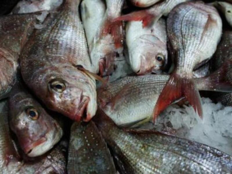 Wild fisheries only produce about 400,000 tons of fish per year - which amounts to about 35% of the annual fish catch