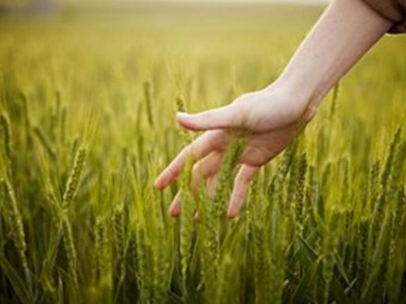 The fertiliser crisis meant that the summer yields of vegetables, fruit, cotton and rice have all suffered and the shortfall has to be made up by imports, which are crippling the economy