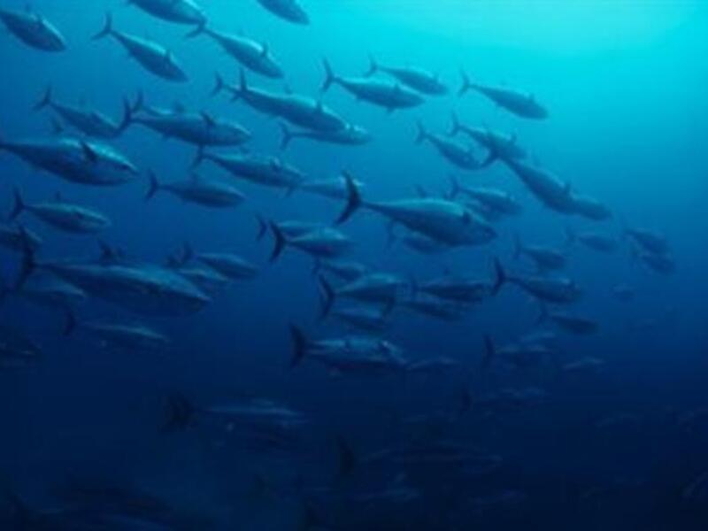 Two-month ban on fishing Al Badah in Abu Dhabi