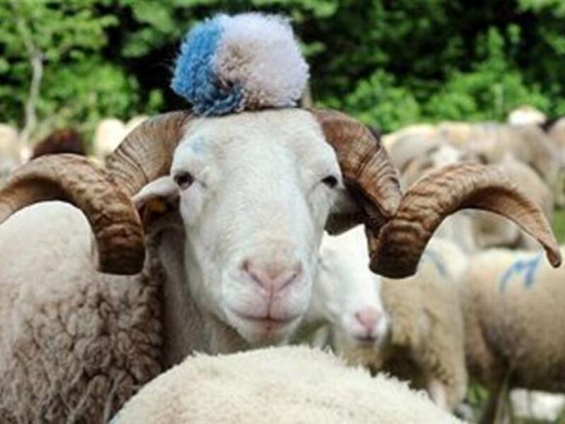 Lack of supply and increasing costs of animal farming have contributed to the price rise