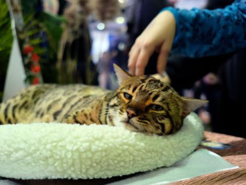 (AFP/File Photo)	
