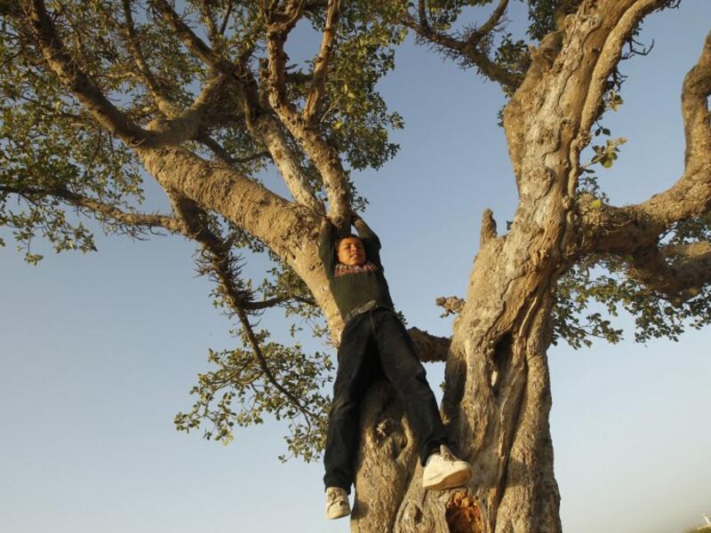 A Palestinian boy plays in an old tree east of Gaza City, near the Israeli border with the Gaza Strip, on April 3, 2013. (AFP PHOTO/MOHAMMED ABED)