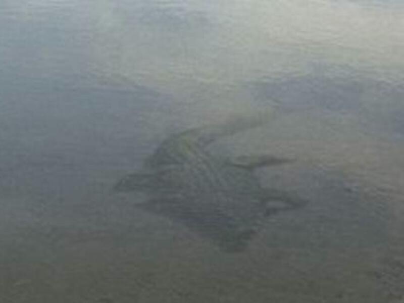 The pictures allegedly taken by a British tourist in Dubai turned out to be a hoax.