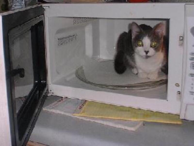 A cat sits in a microwave. (image for illustrative purposes only)
