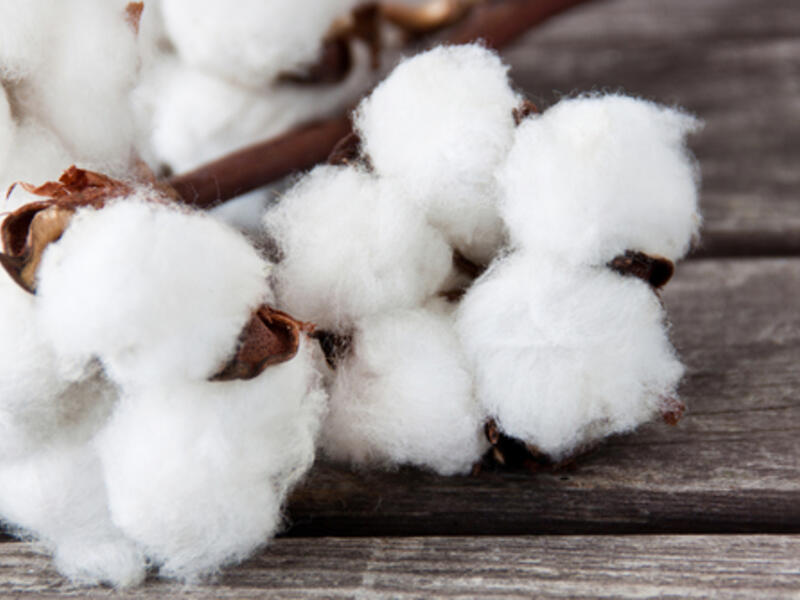 "Market prices of cotton are currently low; without the subsidy, farmers will not be able to sustain the cost of planting cotton," he concluded.