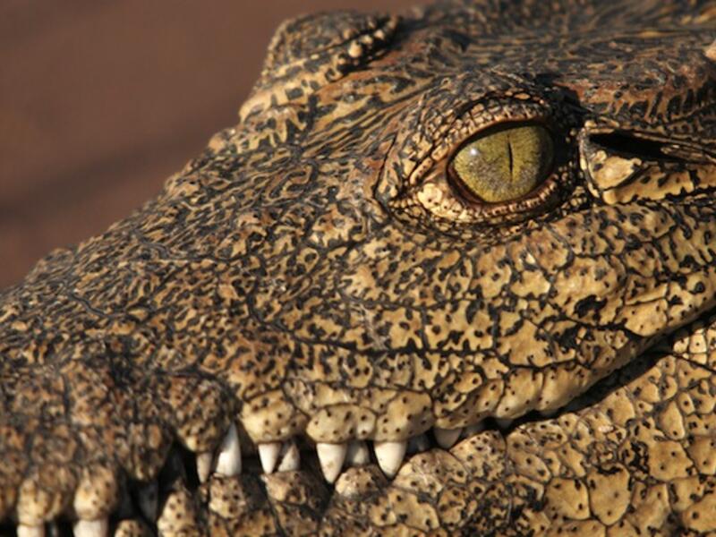 See you later alligator! Croc numbers are dwindling in Egypt's Lake Nasser. (Shutterstock)