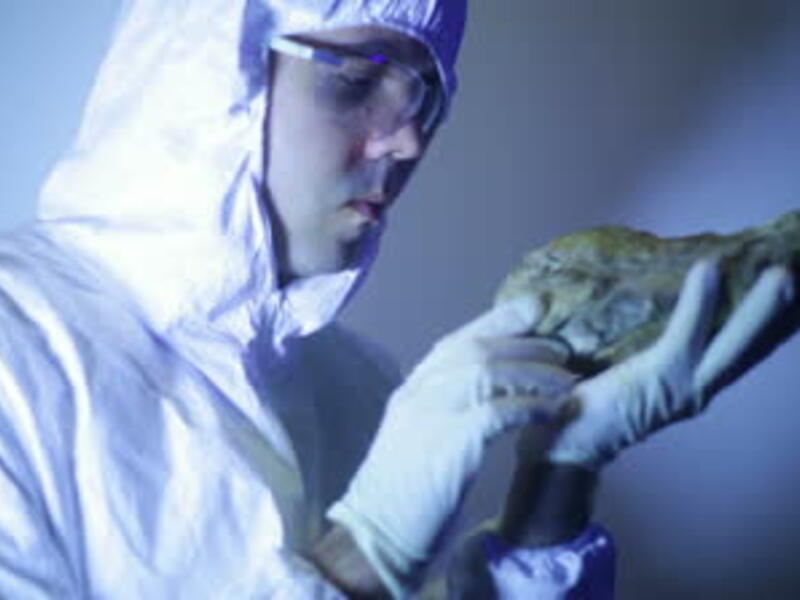 Dinosaur fossils are rare in Arabia say scientists (Shutterstock)