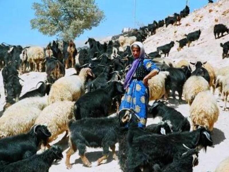 These are not Yemenis
