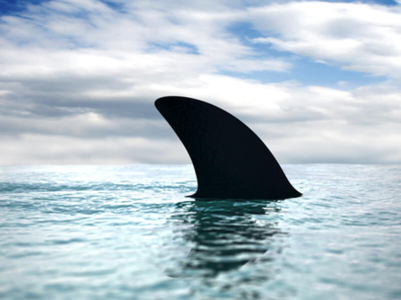 Sharks are infesting Jeddah waters in Saudi Arabia (Shark fin/Strejman/Shutterstock)