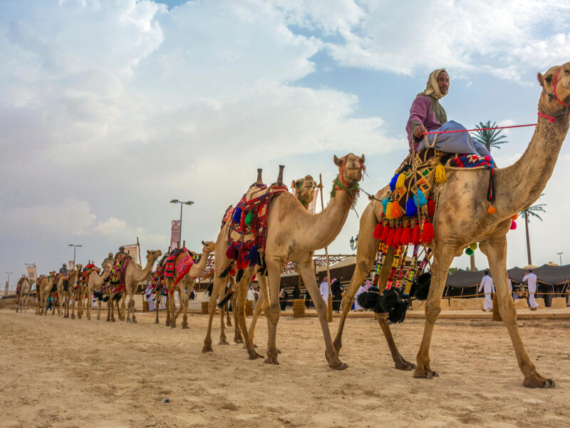 the 3rd King Abdul Aziz Camel Festival. (Shutterstock/ File Photo)