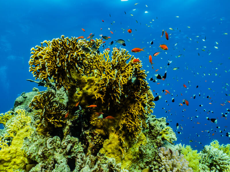 Coral reefs and water plants in the Red Sea are in serious danger of dying. (Shutterstock/File)