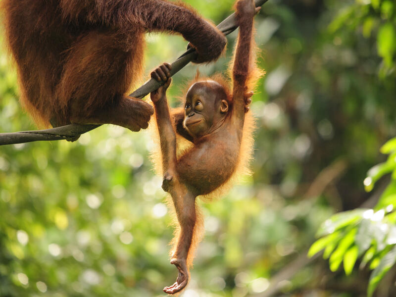 Baby Orangutan (Shutterstock)