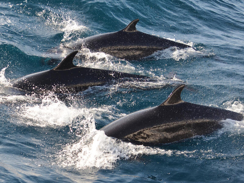 (Shutterstock/ File Photo)