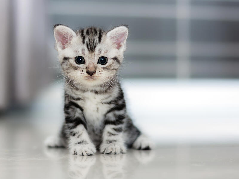 (Shutterstock/File Photo)