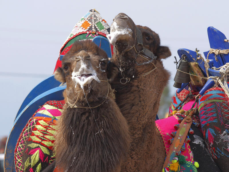 Traditional camel wrestling is very popular in Aegean Region of Turkey..
(Shutterstock/ File Photo)