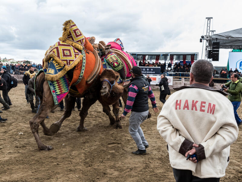 Camels are wrestling in the Selcuk Arena, Camel wrestling is popular tourist attraction in Turkey.
(Shutterstock/ File Photo)