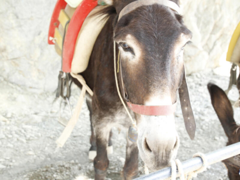 The donkey was taken to a department of veterinary medicine in Fayoum to receive treatment and care (Shutterstock/File)