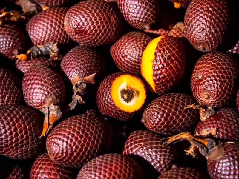 فاكهة الإغواجي: تشبه قشورها فاكهة الأفعى، تزرع بالقرب من الأمازون، غنية بالأستروجين النباتي، إنها مصدر ممتاز للفيتامينات A و C ، كما يستخدم لبها أحيانا في علاج الحروق

