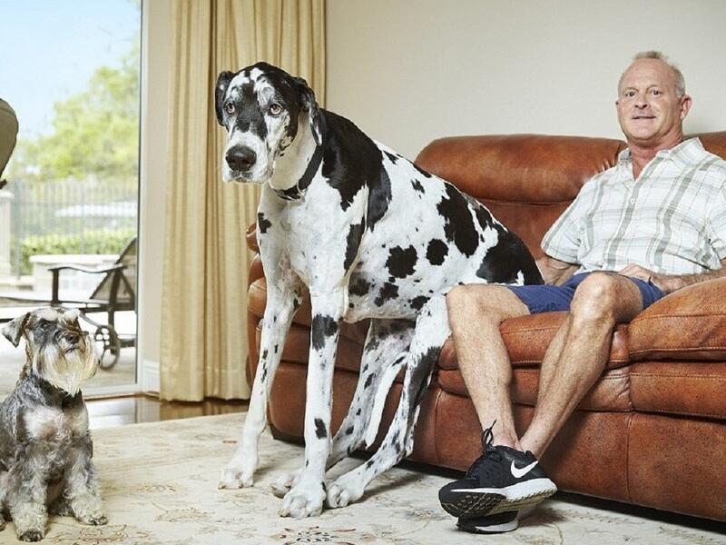 فلوريدا: أطول كلبة في العالم حيث يبلغ طولها 37.96 انش