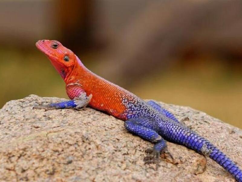 السحالي: تستخدم الخداع في معركتها مع الحيوانات الأخرى، فإذا ما هوجمت من قبل الثعابين فإنها تقطع ذيلها وتتركه يتلوى خلفها مما يشغل الحيوان المفترس ويعطي فرصة للسحلية للهروب والنجاة بنفسها.
